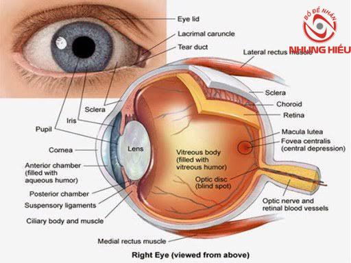 Mắt nhìn đèn thấy quầng sáng do Glôcôm góc đóng cấp Mắt nhìn đèn thấy quầng sáng